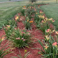 Graceful Petals Daylilies thumbnail