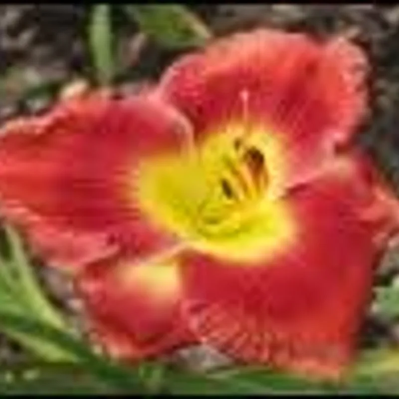 Lily Farm Nod to the Mentor daylily bloom