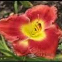 Lily Farm Nod to the Mentor thumbnail