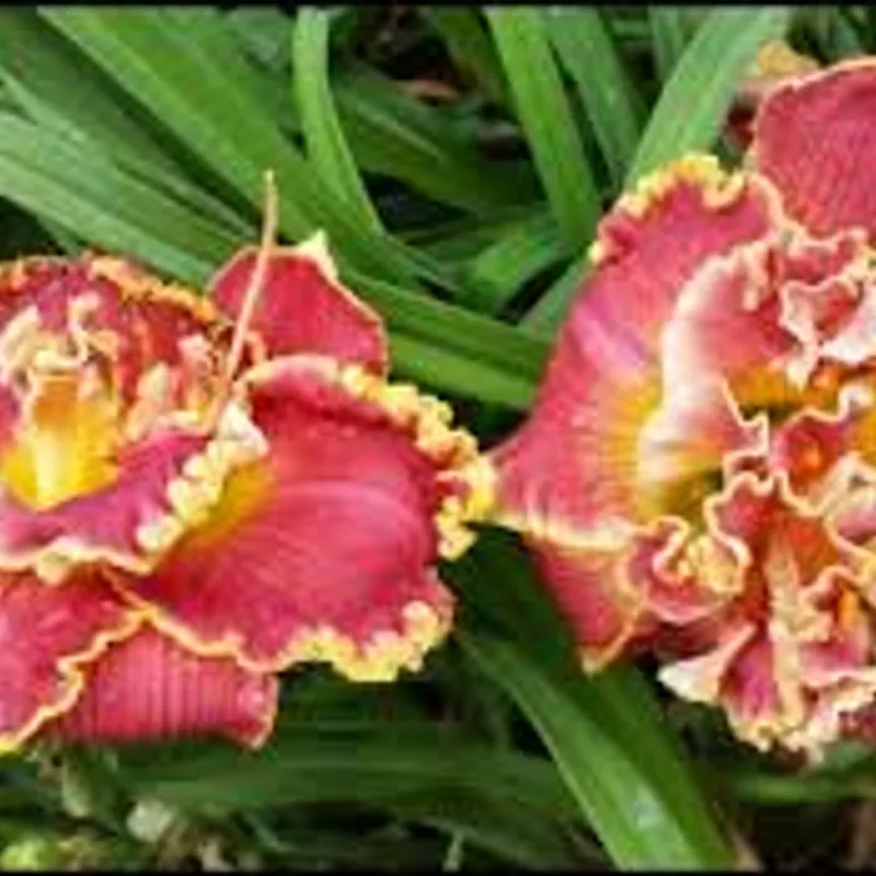 Lily Farm Nod to the Mentor from Example