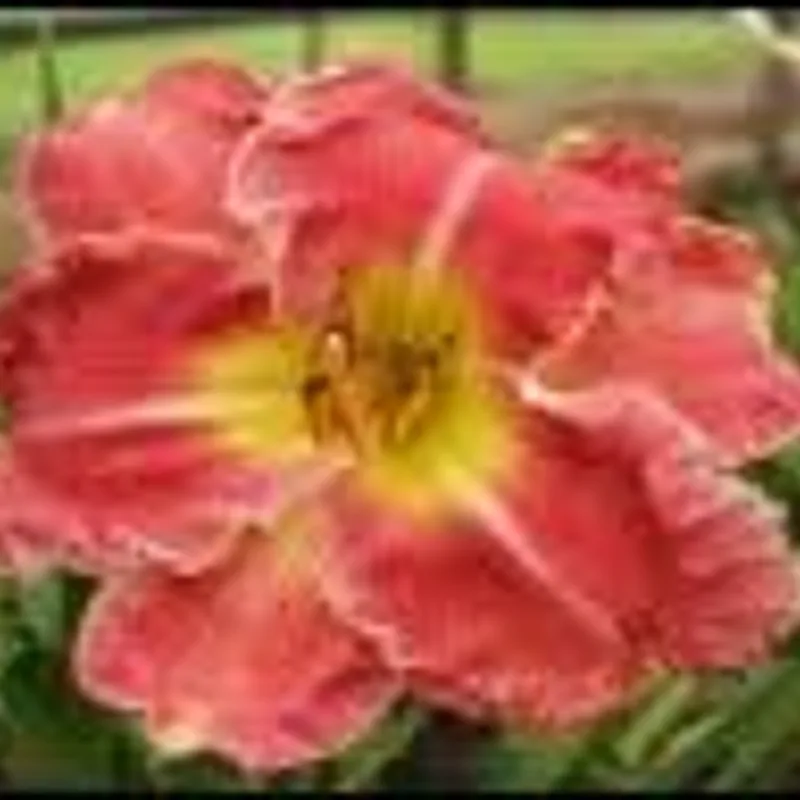 Lily Farm Nod to the Mentor from Example