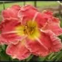 Lily Farm Nod to the Mentor thumbnail