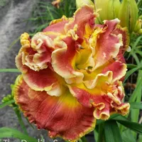 Lily Farm Nod to the Mentor thumbnail