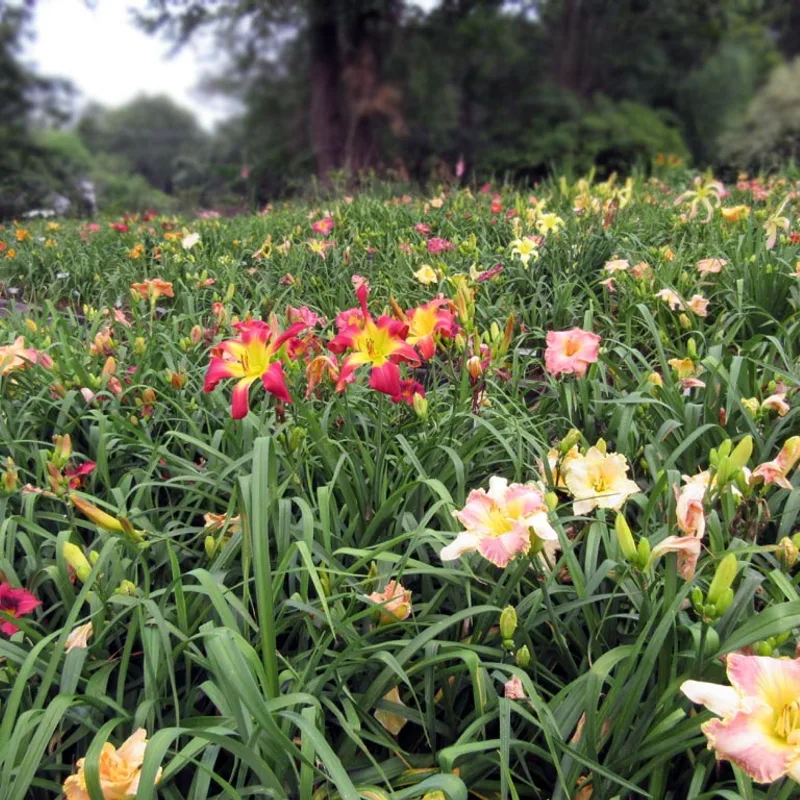 Example garden image