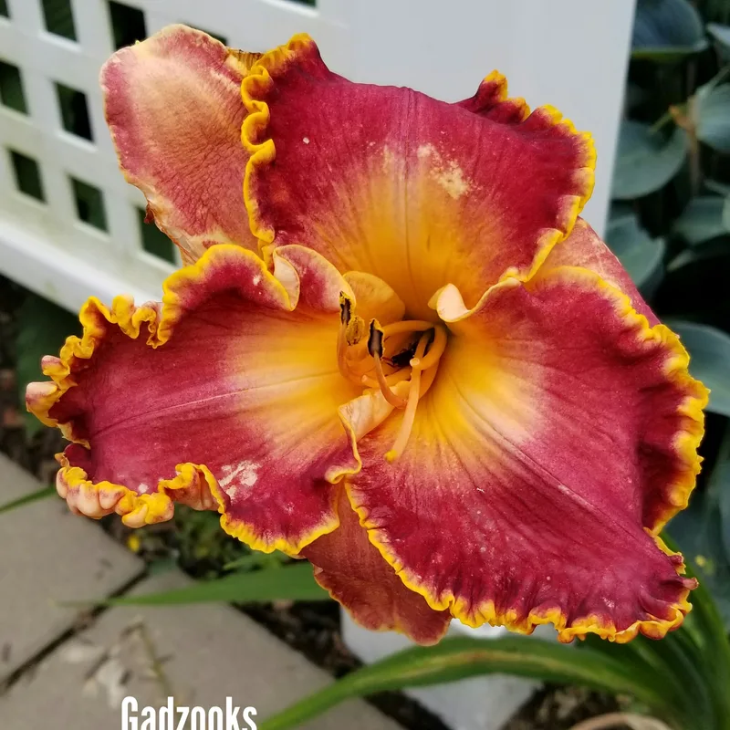 Gadzooks