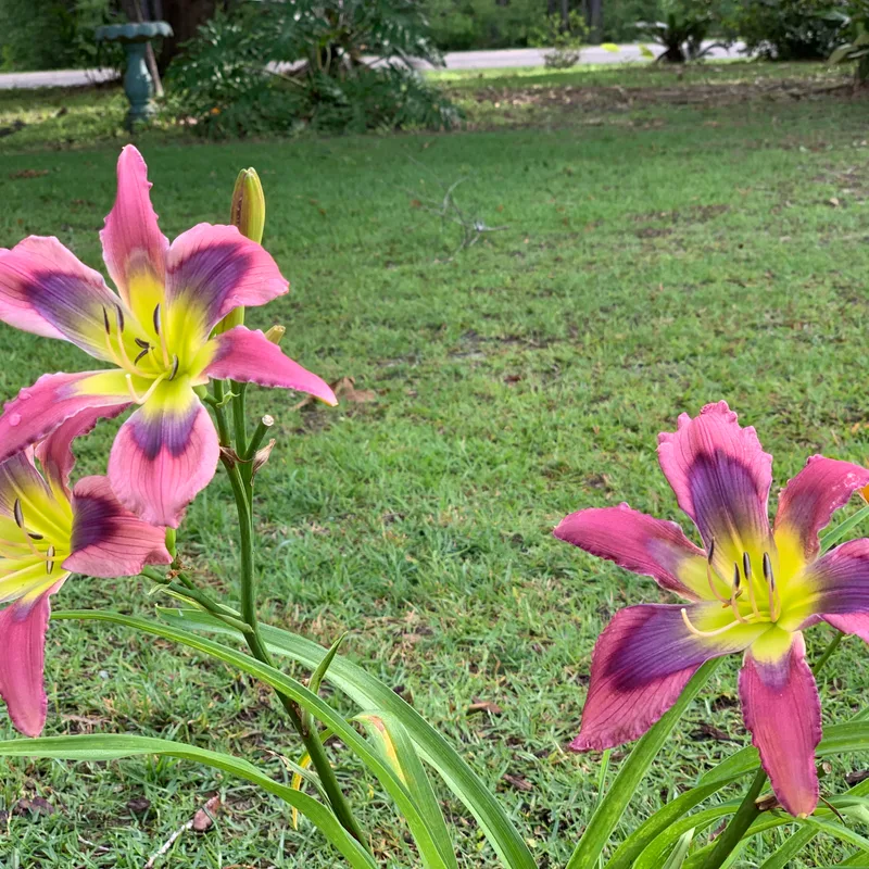Twisted Blue Time Warp from RollingOaksDaylilies