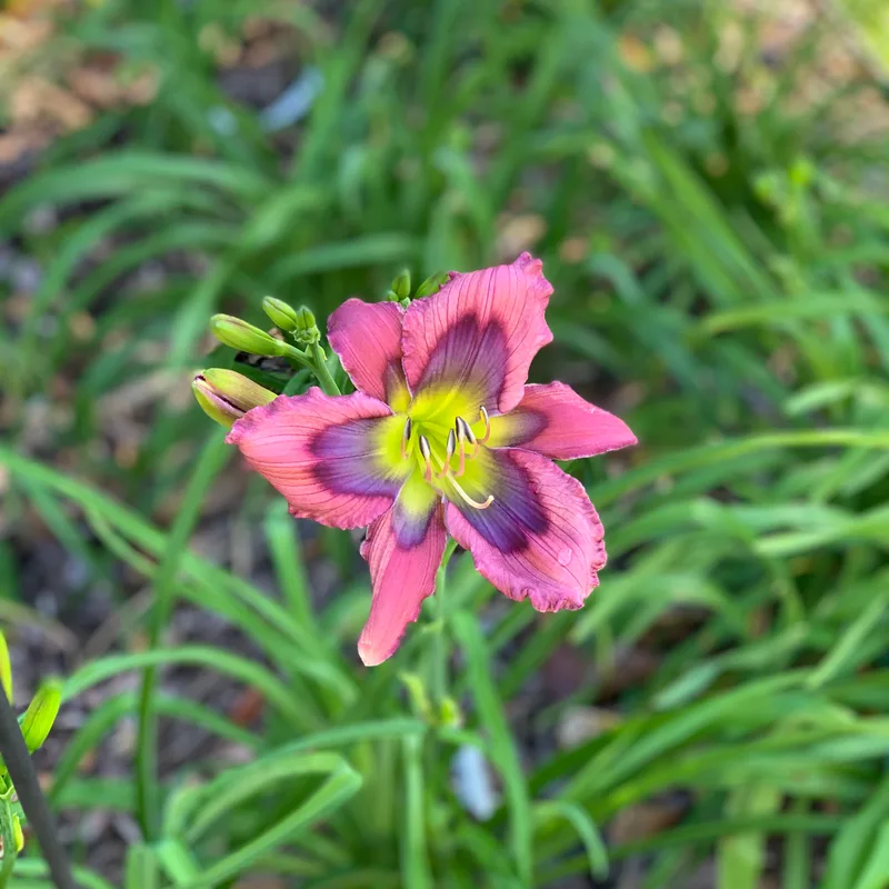Twisted Blue Time Warp from RollingOaksDaylilies