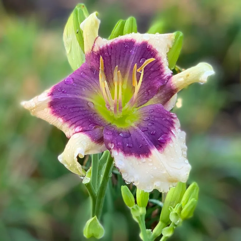 Twitter Bug from RollingOaksDaylilies