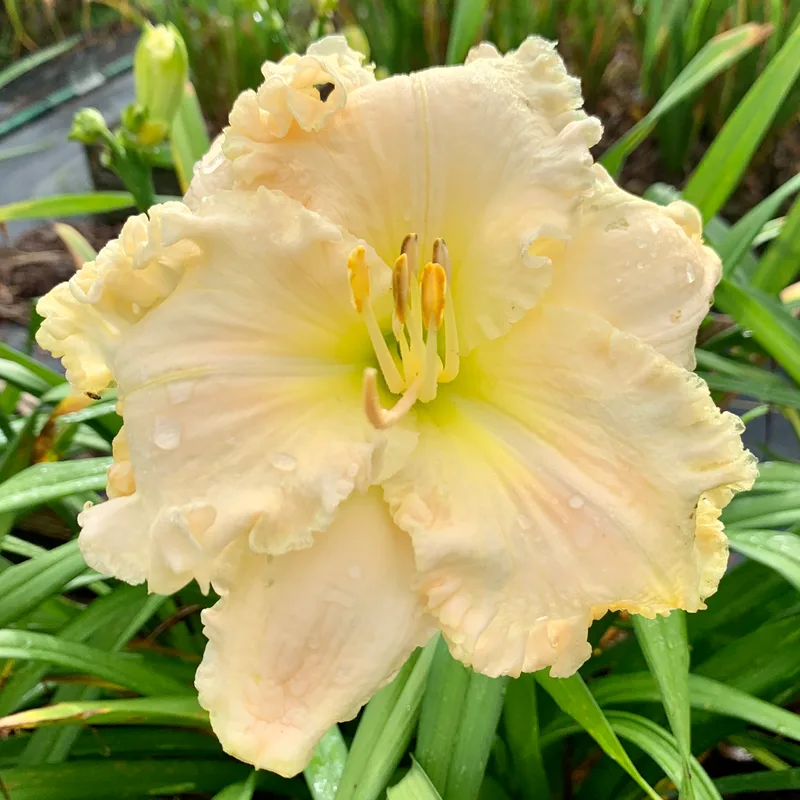 Voila Francois from RollingOaksDaylilies