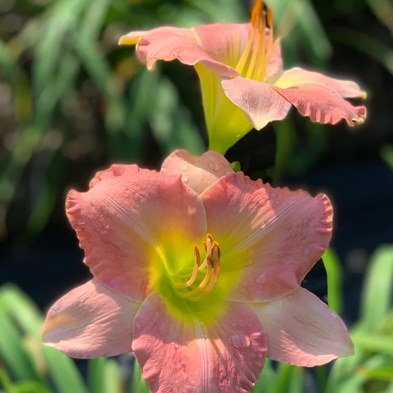 Best Kept Secret from RollingOaksDaylilies