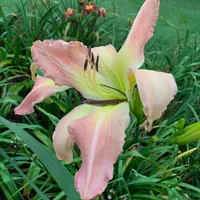 Webster's Pink Wonder thumbnail