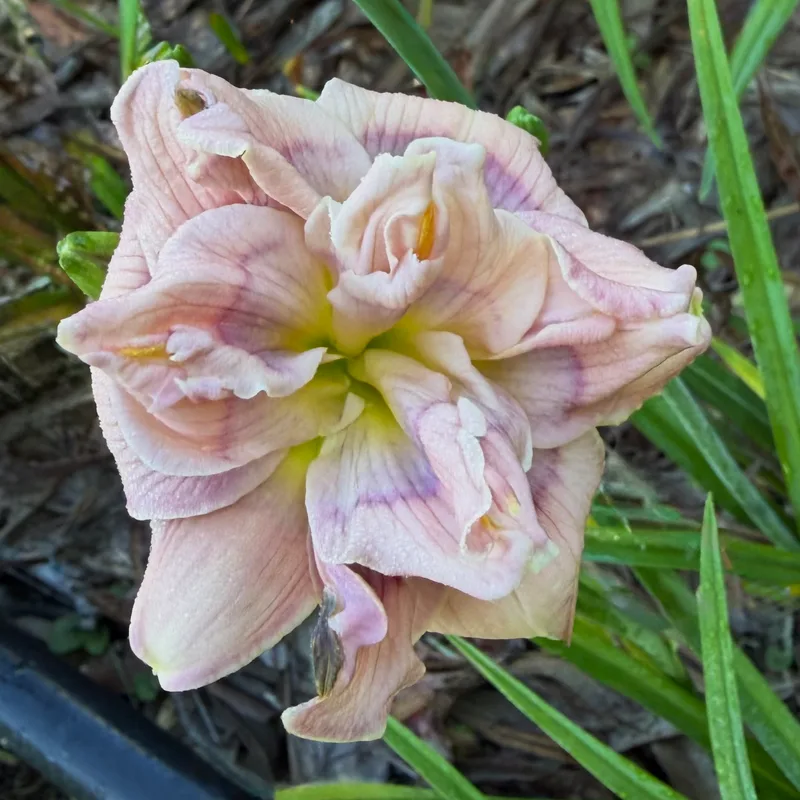 Westfarms Double Princess Photo