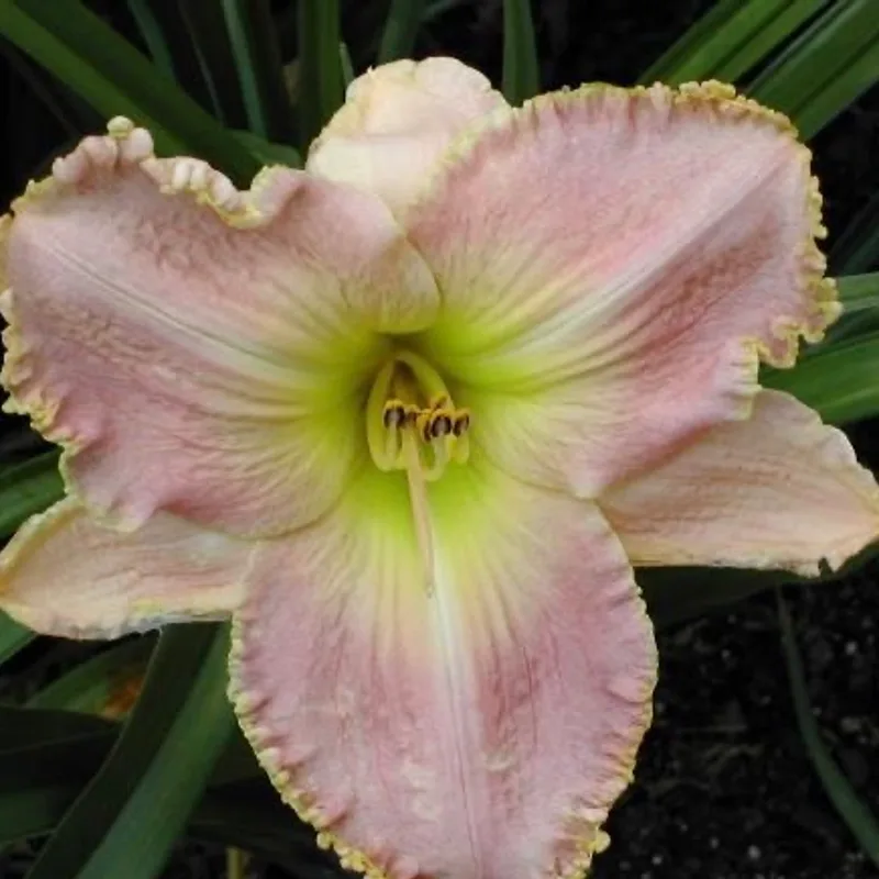 Westminster Lace daylily bloom