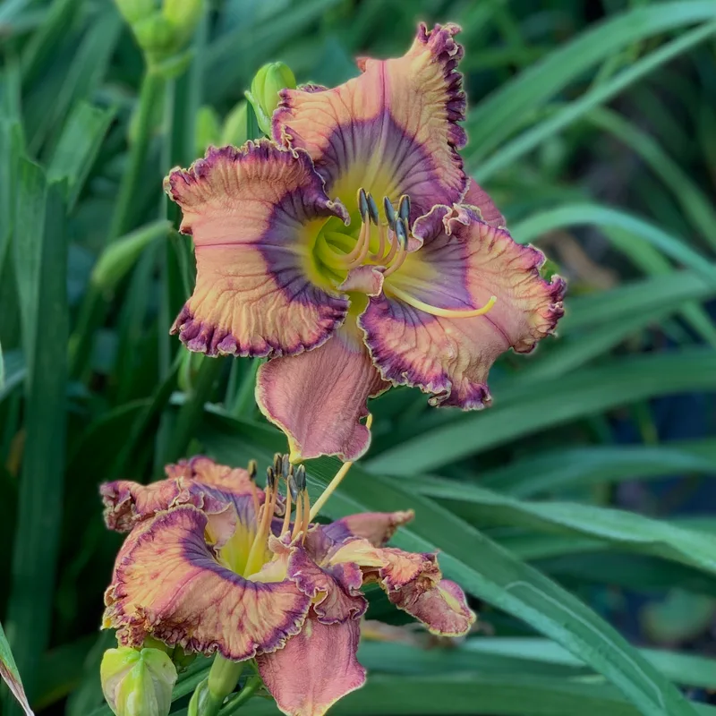 Whispers Underground from RollingOaksDaylilies