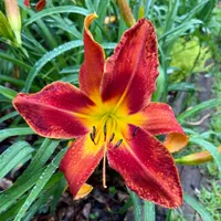 Willa Jean thumbnail