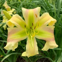 Wiregrass Greenstar thumbnail