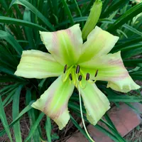 Wiregrass Greenstar thumbnail