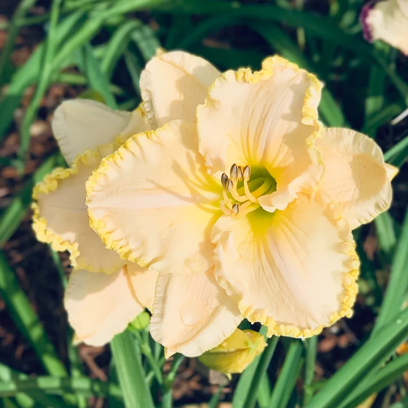 Wrapped In Moonlight daylily bloom