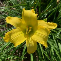 Yellow Viper catalog image