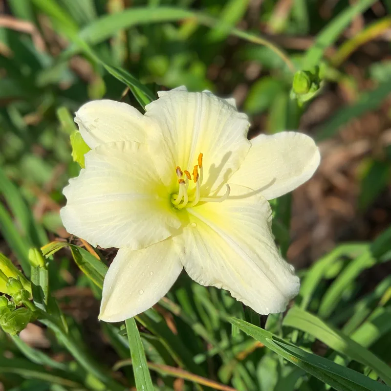 Joan Senior daylily bloom