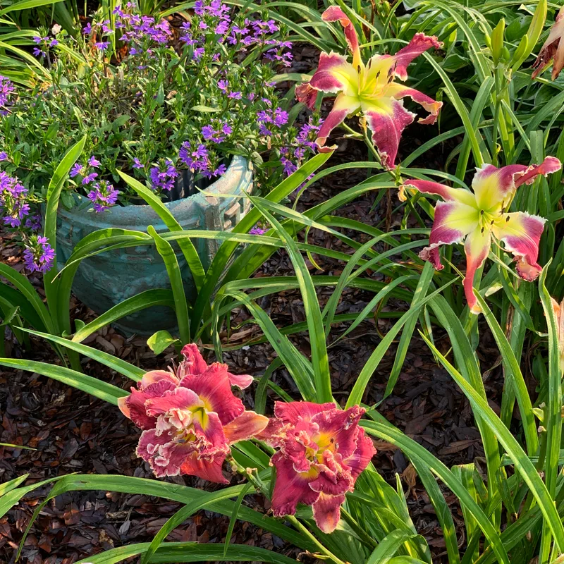 Stuck in the Middle from RollingOaksDaylilies