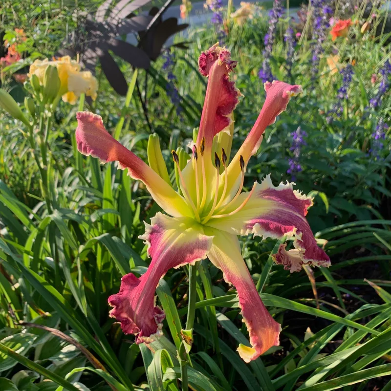 Ron's Curls daylily bloom