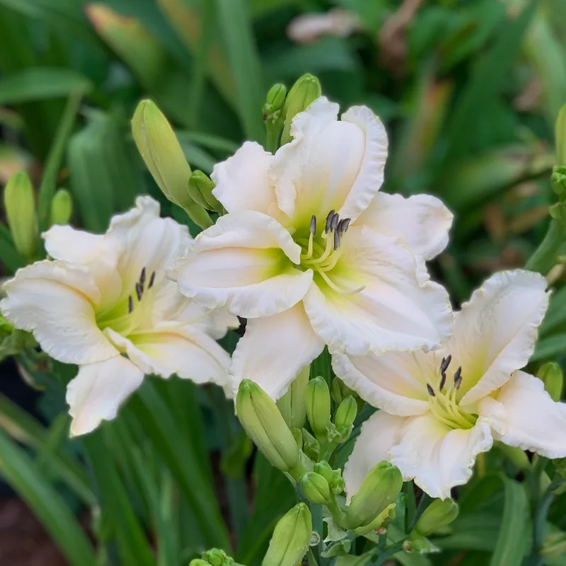 White Perfection daylily bloom