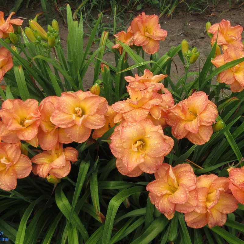 Frances Joiner daylily bloom