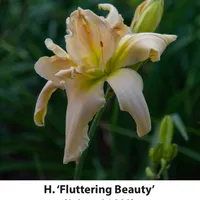 Fluttering Beauty thumbnail