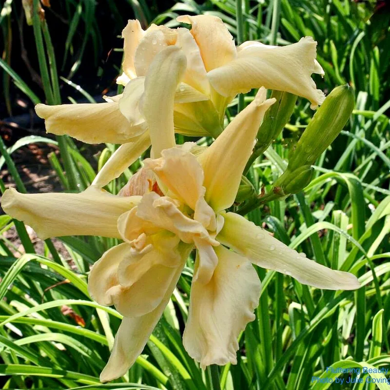 Fluttering Beauty from RollingOaksDaylilies