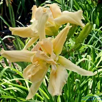 Fluttering Beauty thumbnail
