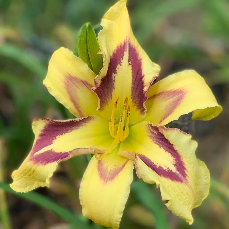 Points of Pride daylily bloom