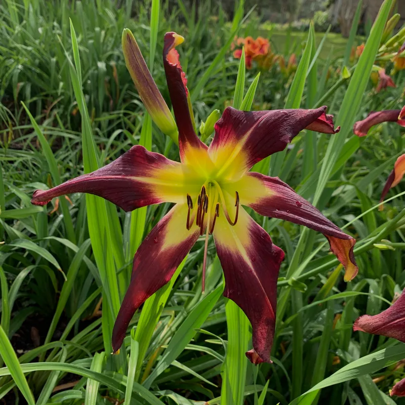 Jumping Jack Flash from RollingOaksDaylilies