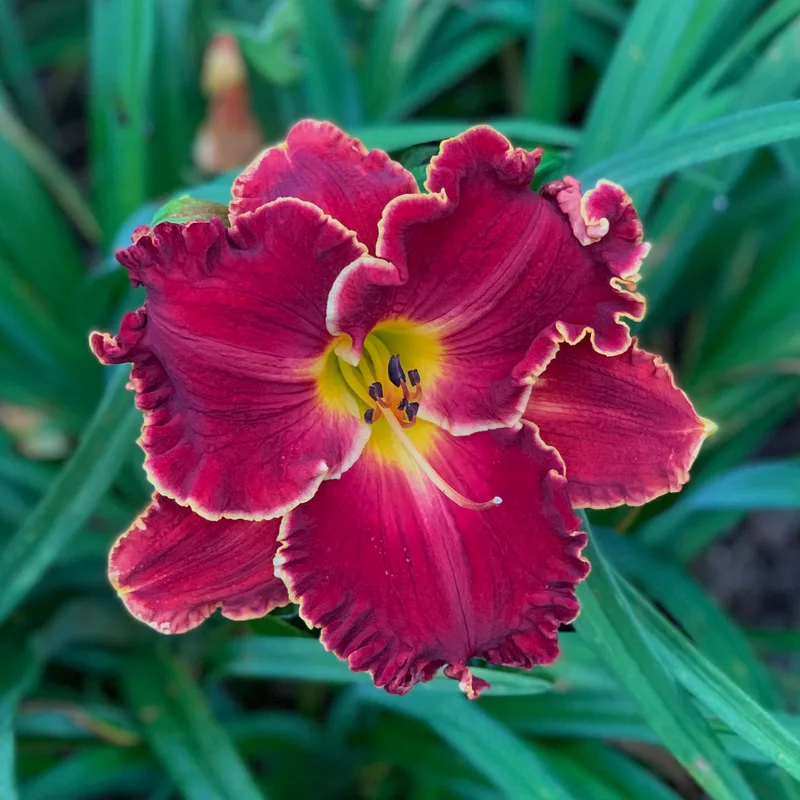 Blazing Cannons from RollingOaksDaylilies