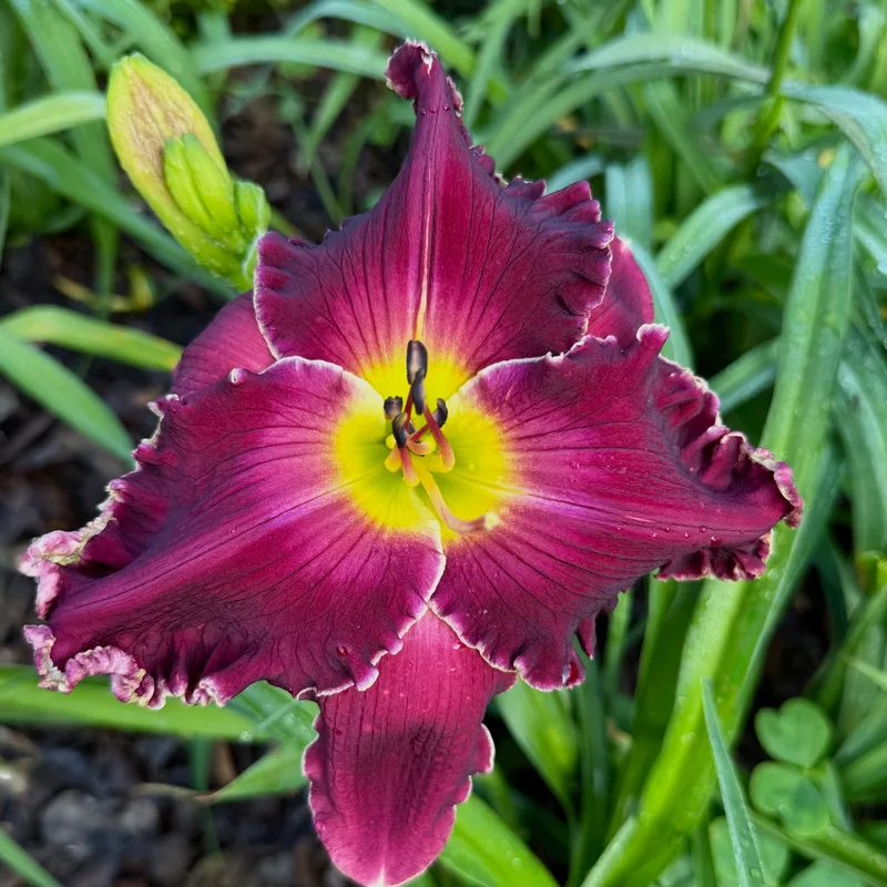 Born To Reign from RollingOaksDaylilies