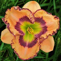 Woodlea Wonder catalog image