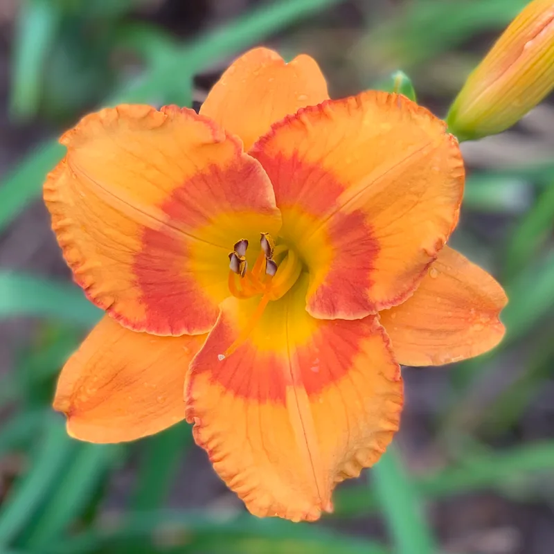 Buddy's Betsy from RollingOaksDaylilies