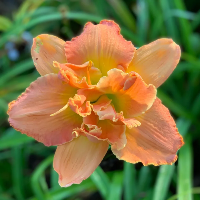 Buddy's Gloria daylily bloom