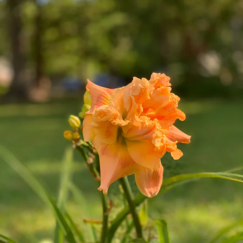 Buddy's Megan from RollingOaksDaylilies