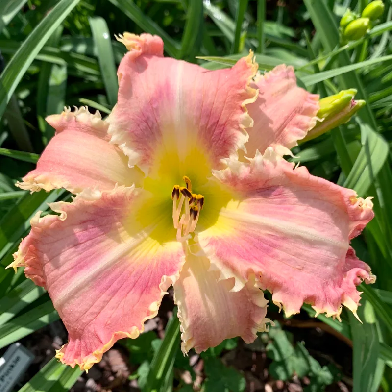 Buddy's Pinkie daylily bloom