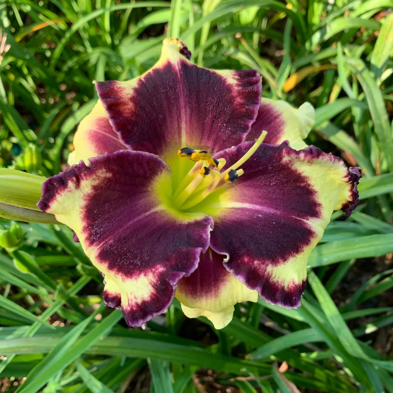 Tattooed Duchess from RollingOaksDaylilies