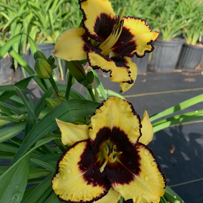 Tattooed Duchess from RollingOaksDaylilies