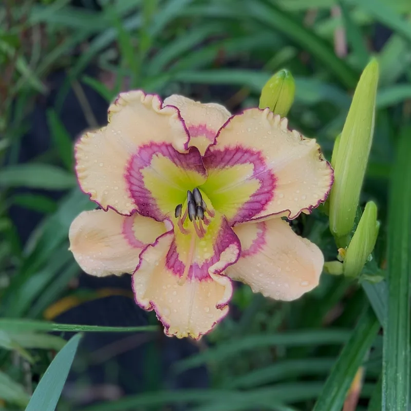Chinese Melody from RollingOaksDaylilies