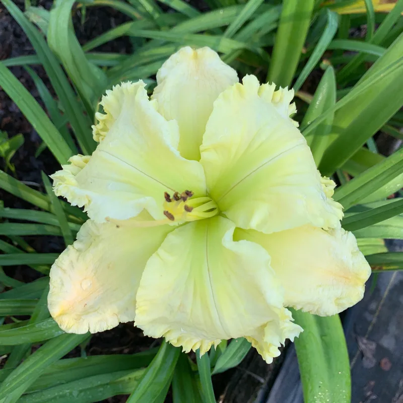 Solar Sweet daylily bloom