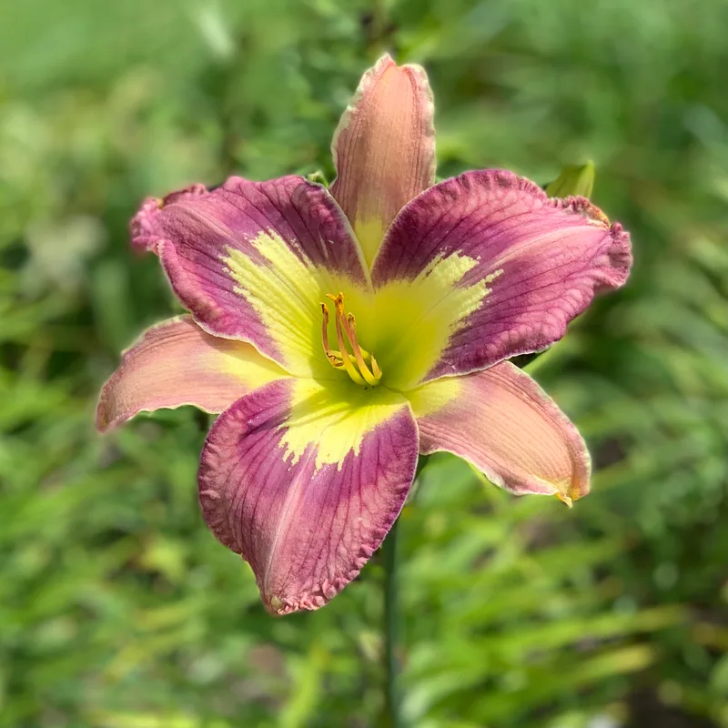 Inner Spirit from RollingOaksDaylilies