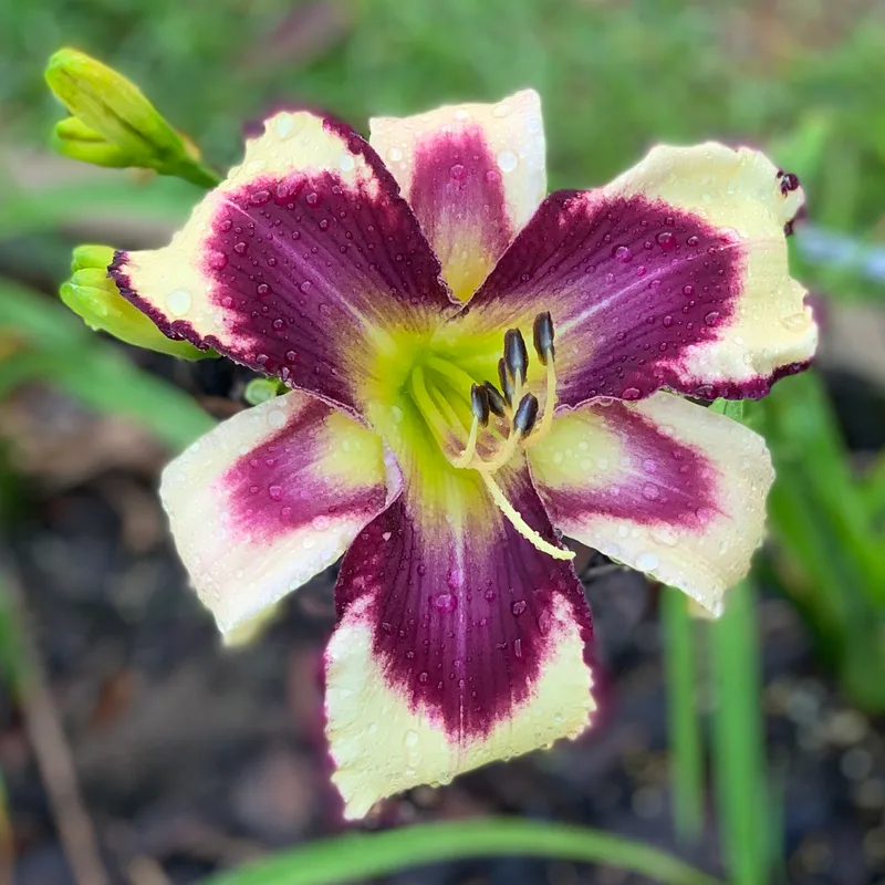 Buddy's Inez from RollingOaksDaylilies