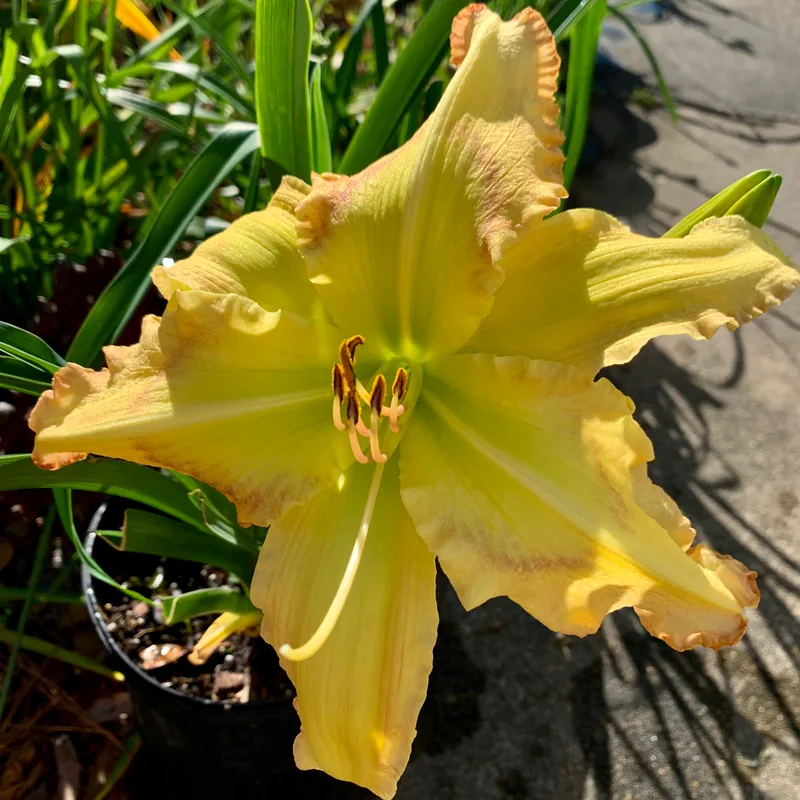 Buddy's Big Mama daylily bloom