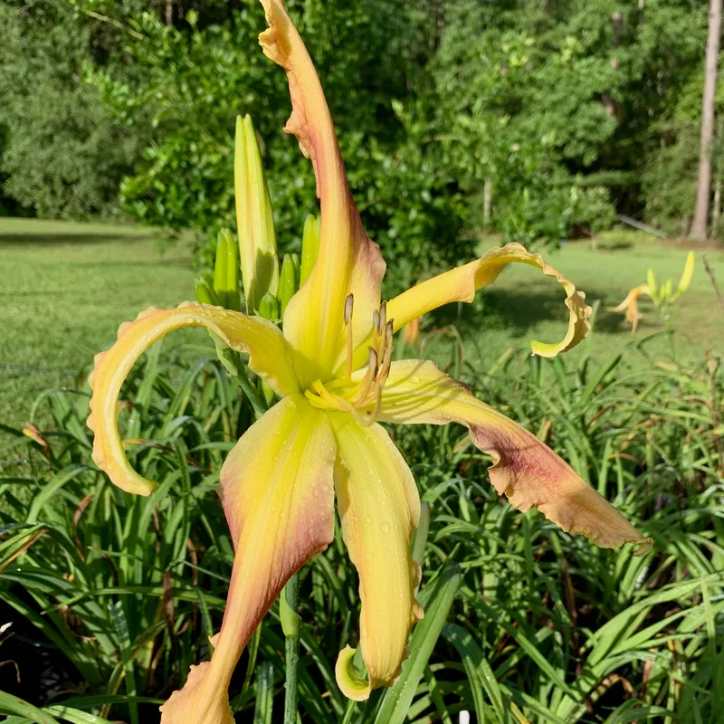 Buddy's Miss T from RollingOaksDaylilies