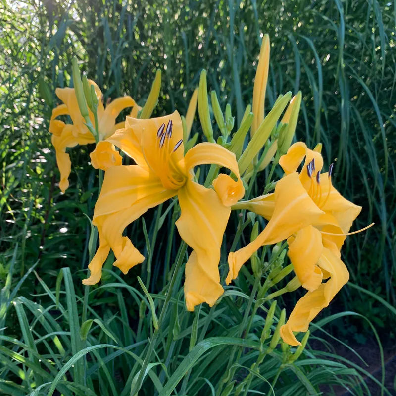 Celebrating Gold from RollingOaksDaylilies