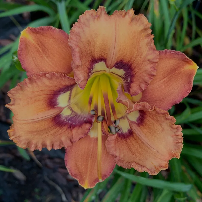 Chaos Choreography daylily bloom